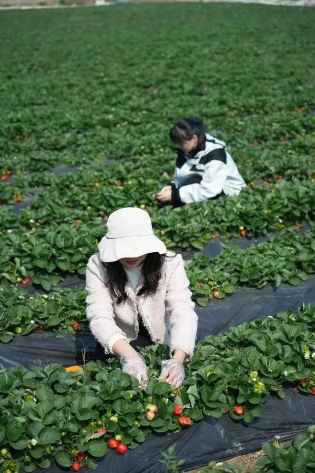 大寒游清城：红杉、花海、甜果，品尽冬日三味