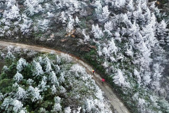 降温降雪 黔江高山地区迎来雾凇美景