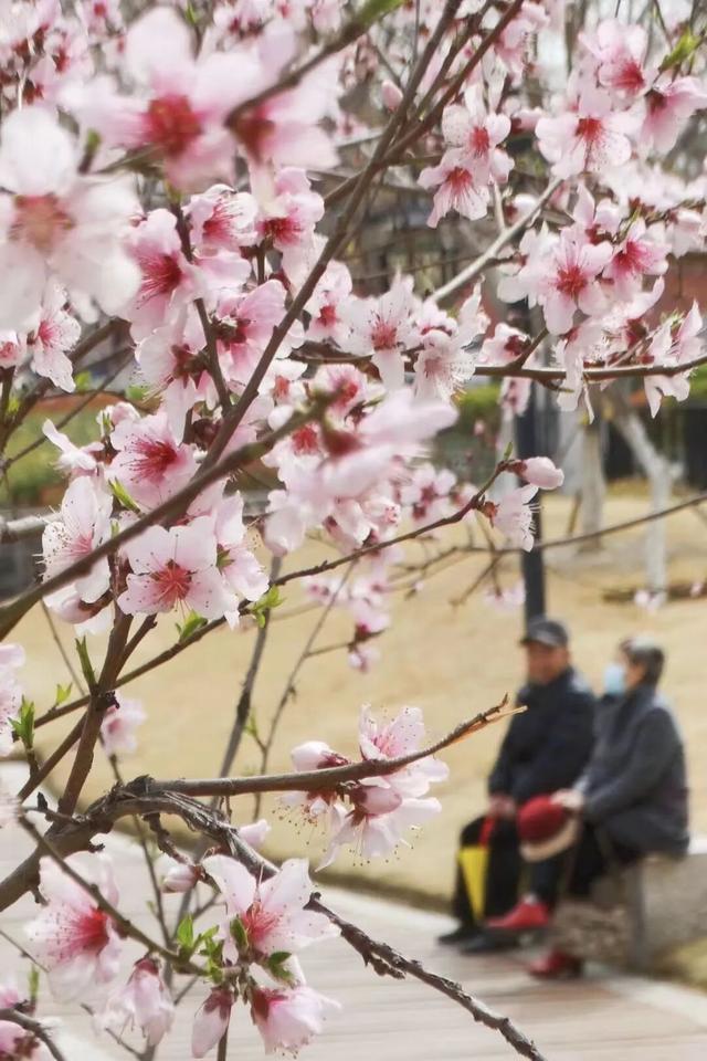 2026河南春季赏花地图来了