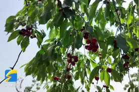 “樱你而来” 山东邹城大樱桃采摘季启动图片
