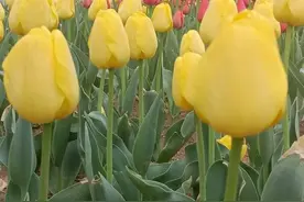 最美校园四月天丨山东女子学院的春天图片