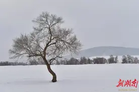 冬季到坝上去拍雪图片