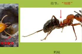 @四川人 白蚁即将分飞！这份提示请收好图片