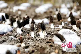 徐州丰县头茬羊肚菌抢“鲜”上市  乡村振兴农户采收忙图片