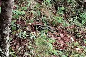 眼镜王蛇盘踞，漾濞一小学附近孵50枚蛋图片