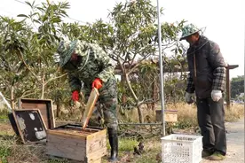 湖州这个村冬季枇杷蜜采收忙，一斤能卖150元图片