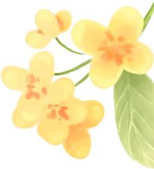 秋意浓，桂花香！快来崇明赏桂品糕