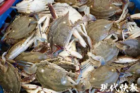 海鲜上市，梭子蟹价格较往年略低海蜇大丰收图片