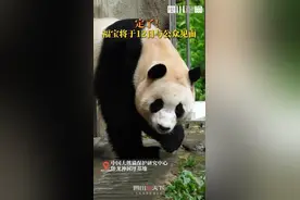 “顶流”明星12日亮相，带你提前探访“福宝”新家图片