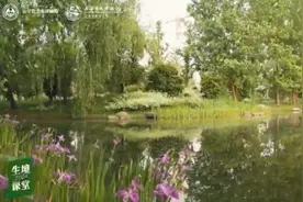长宁首次发现！上海罕见的红脚田鸡在外环林带现身图片