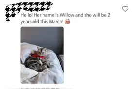 美国网友在小红书踊跃“交猫税” 但为何没人晒“美短”？｜封面深镜图片