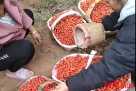 四川第一批“恩桃儿”上市了，成都本地樱桃还要等好久？记者打探→图片