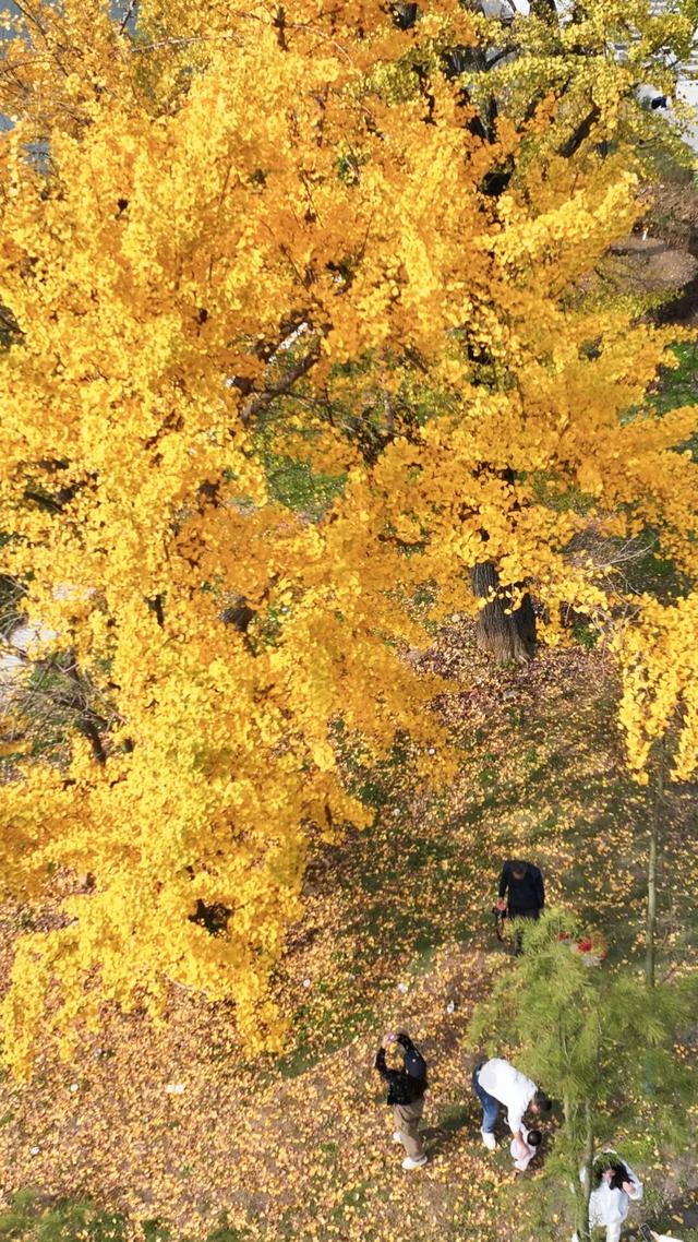 网上爆火的“银杏伞”，在银杏谷……