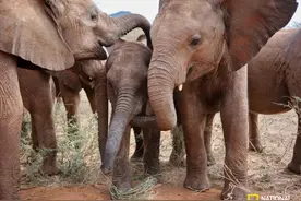 从未生育的她独自离开象群，回来时已是一位资深“保姆”图片