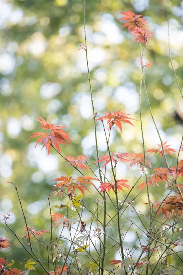 周末·美景丨太美了！一年一度，长沙人最盼望的这天来了（附攻略）