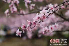 广西桂林市灵川海洋乡万亩桃花迎客来图片