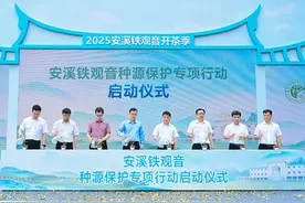 从安溪铁观音开茶季看“一片叶”到“全茶链”的新质生产力图片