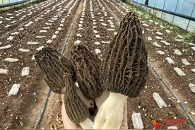 两当：棚下生金 羊肚菌迎来春收好“丰”景图片