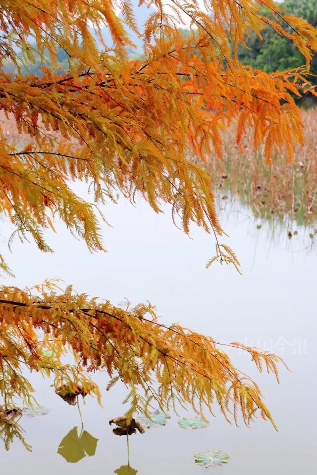 柳州，彩色刷屏！大反转也要来了！