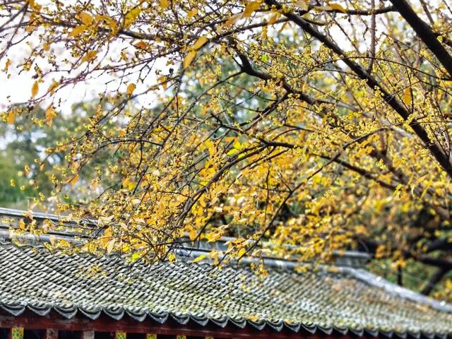 组图丨泰山王母池蜡梅映古刹 暗香醉游人