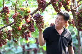 河南淮滨：葡萄丰收挂满藤 特色产业促振兴图片