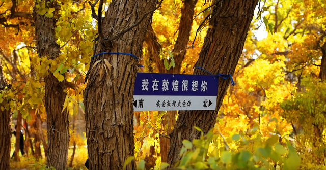 敦煌市三危山下胡杨金染大漠