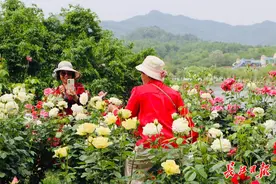 满园春色关不住，木兰玫瑰园进入盛花期图片