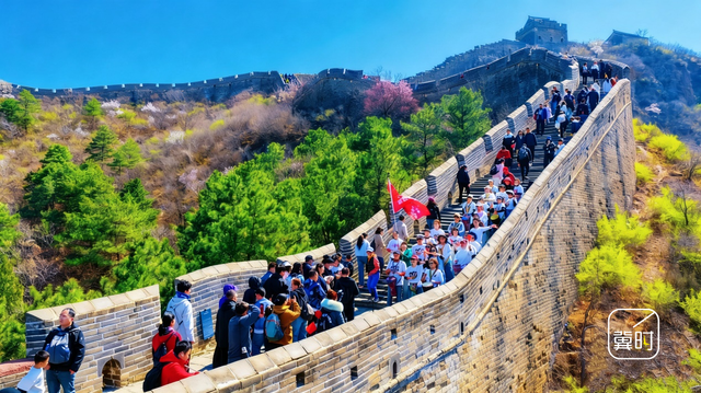 花开河北·经济绽放 | 万里长城＋万亩杏花，金山岭的“花期流量”藏不住了
