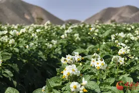 【陇拍客】夏日兰州新区 洋芋花开正盛图片