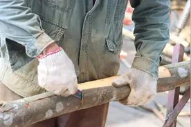 郁南：通门肉桂香飘四季 产业铺就致富坦途图片