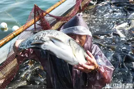 节前“第一鲜”，万斤鲢鱼大丰收！记者随渔船凌晨下水拉网捕鱼图片