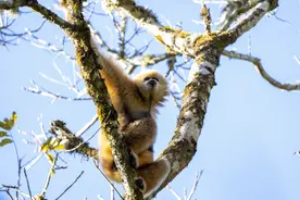 【国际生物多样性日】看，楚雄藏着这些「限量版」神奇物种→图片