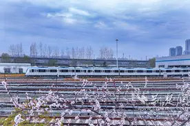 武汉邀你赏樱花 28条公交专线 地铁轮渡全面提速图片