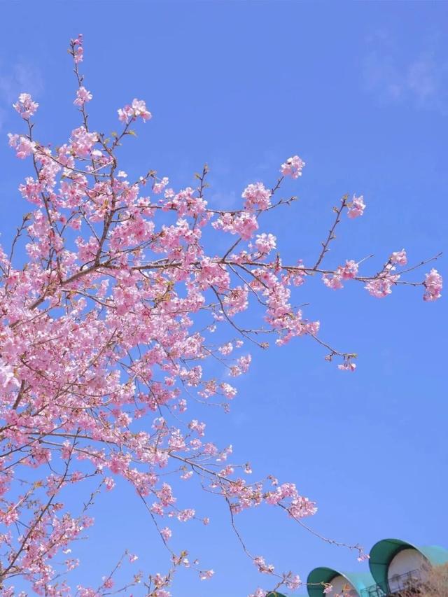 漳州的樱花，开啦！！！