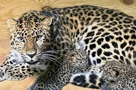 黑龙江发布东北豹防范提示，看到第四条已经怕了图片