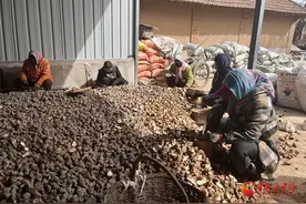 灵台：千亩洋姜种出好“姜”来图片