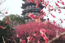 红梅映塔图片