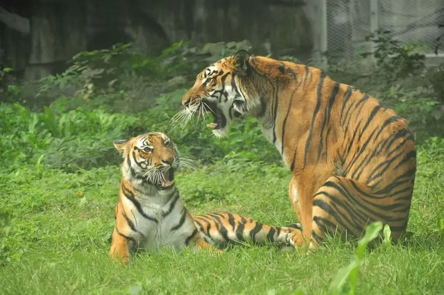 永川现实版“疯狂动物城”，比电影还上头！