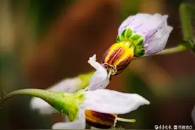 “神奇”白英，花瓣后翻引人注目图片