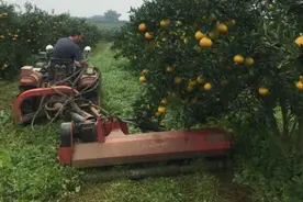眉山市东坡区果农蒲朝刚：种出“生态果” 节本又增收图片