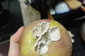 苹果长出朵白色蘑菇，女子赠送用于研究，专家：是白参，很著名的食用菌图片