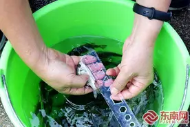 漳州开发区放流7万余尾苗种 筑起生态修复长廊图片