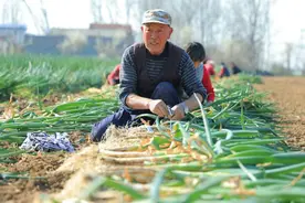 驿城区：百亩大葱喜丰收 特色种植助振兴图片
