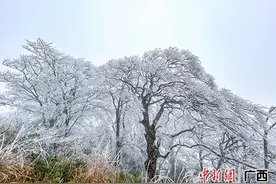 踏雪何须到北国 桂林资源县迎来2023年首场雾凇图片
