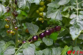 潍坊寿光：功能性蔬菜亮相菜博会图片