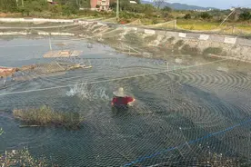 “这片鱼塘被我承包了”| 祁阳市法院“执行甲鱼记”之二：调查甲鱼图片