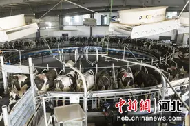 河北高阳：奶牛养殖助力乡村振兴（组图）图片