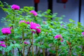 花开51朵！精心养护，松江醉白池公园百年牡丹再度绽放，和奉贤500年牡丹有一段故事图片