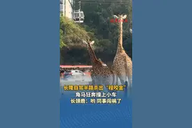 长隆自驾半路杀出“程咬金”，角马狂奔撞上小车，长颈鹿：同事闯……图片