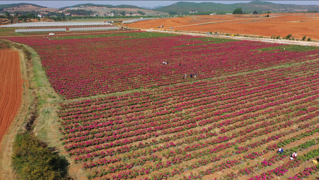赏花图鉴｜迤谷花海，藏在宣威永安的田园诗行